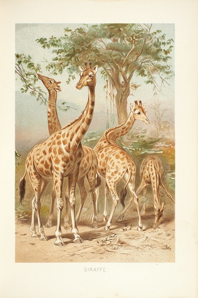 Брэм, А. Жизнь животных. [Brehms Tierleben. Allgemeine Kunde des Tierreichs. [3-е изд.] На нем. яз.] В 10 т. Т. 1-10. Лейпциг; Вена, 1890-1893.
