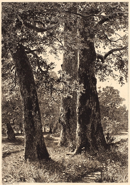 Шишкин Иван Иванович (1832–1898) «Три дуба». 1887. Бумага, офорт, 23,9x17,3 см (лист), 22x15,5 см (оттиск).